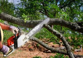 Professional Tree Services in Presquille, LA