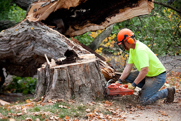 Why Choose Our Tree Removal Services in Presquille, LA?